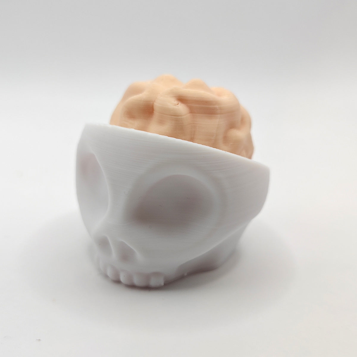 Brain Skull