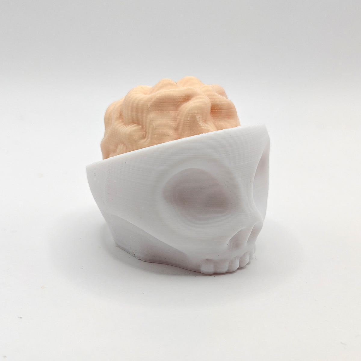 Brain Skull