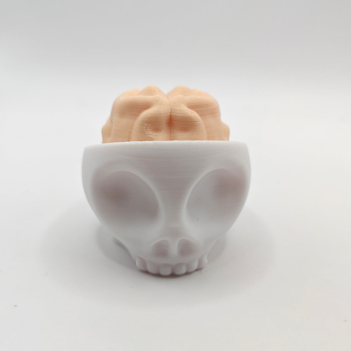 Brain Skull